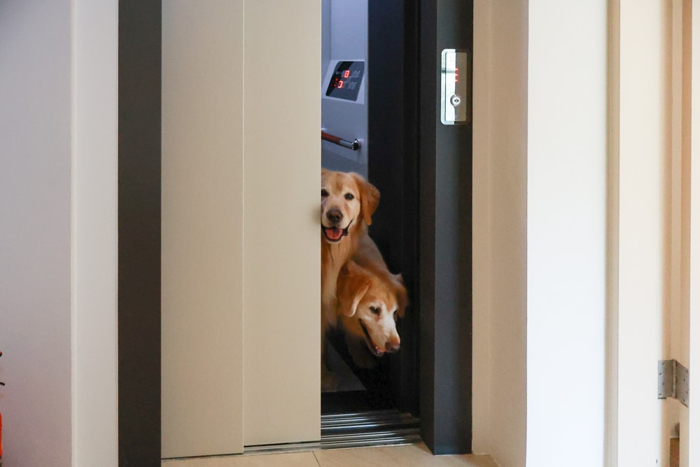 宜蘭礁溪|那裡 bed and breakfast。獨棟簡約輕奢風電梯民宿、寵物友善、渡假私宅、可包棟 - 第18張圖 宜蘭礁溪|那裡 bed and breakfast。獨棟簡約輕奢風電梯民宿、寵物友善、渡假私宅、可包棟