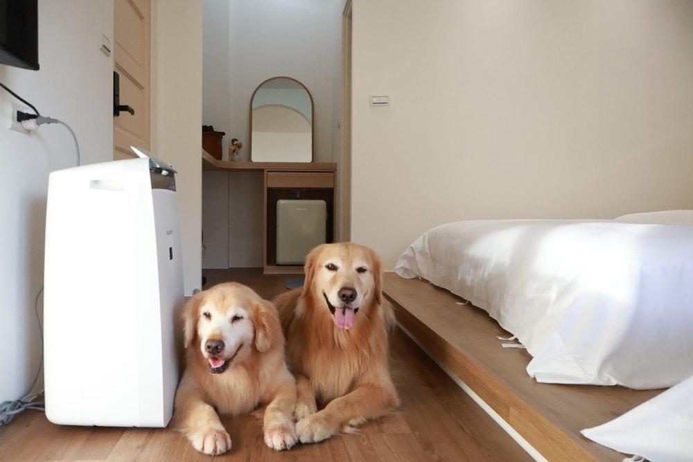 宜蘭礁溪|那裡 bed and breakfast。獨棟簡約輕奢風電梯民宿、寵物友善、渡假私宅、可包棟 - 第27張圖 宜蘭礁溪|那裡 bed and breakfast。獨棟簡約輕奢風電梯民宿、寵物友善、渡假私宅、可包棟