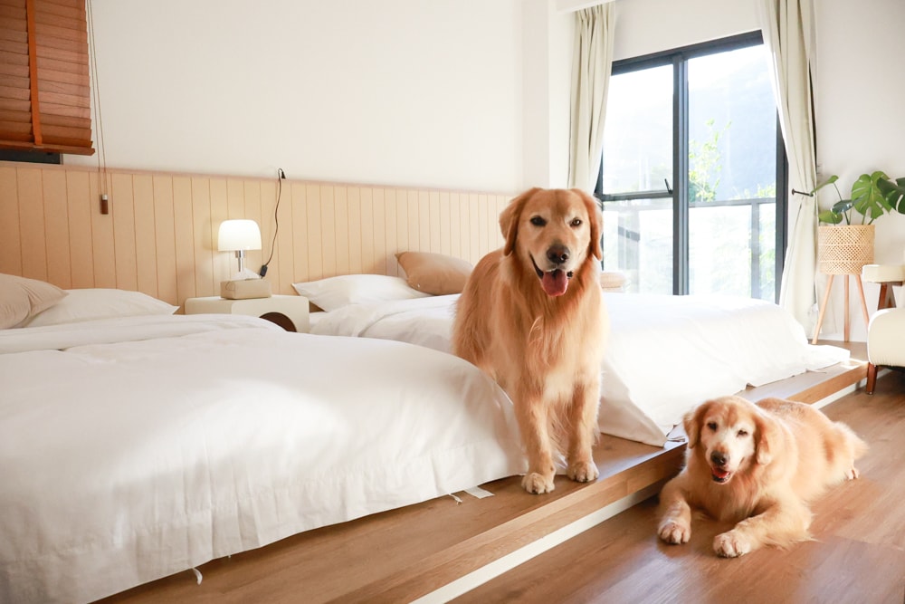 宜蘭礁溪|那裡 bed and breakfast。獨棟簡約輕奢風電梯民宿、寵物友善、渡假私宅、可包棟 - 第29張圖 宜蘭礁溪|那裡 bed and breakfast。獨棟簡約輕奢風電梯民宿、寵物友善、渡假私宅、可包棟