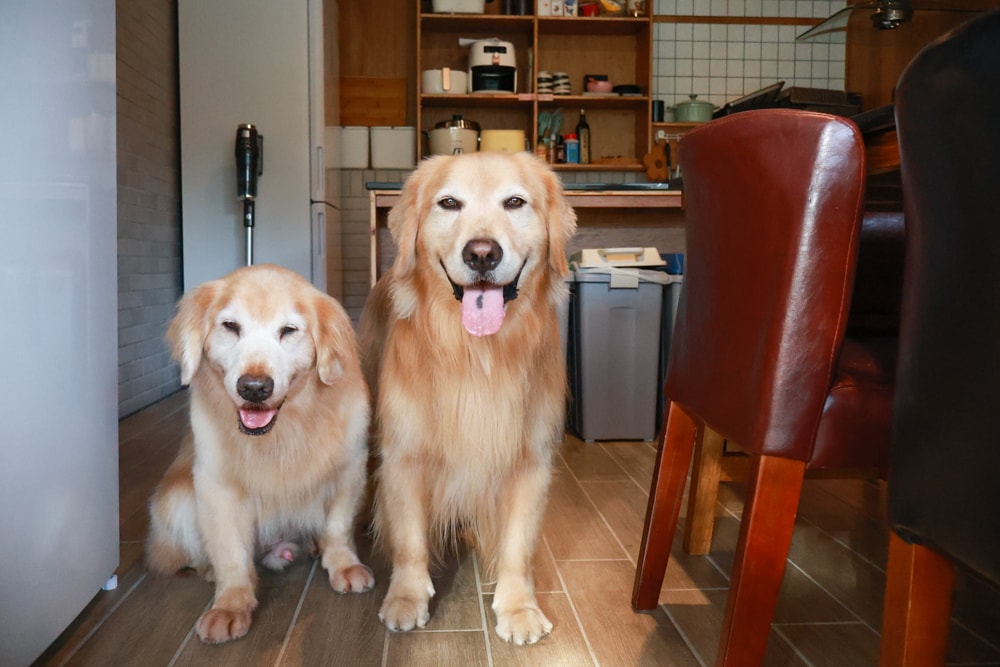 宜蘭礁溪|那裡 bed and breakfast。獨棟簡約輕奢風電梯民宿、寵物友善、渡假私宅、可包棟 - 第36張圖 宜蘭礁溪|那裡 bed and breakfast。獨棟簡約輕奢風電梯民宿、寵物友善、渡假私宅、可包棟