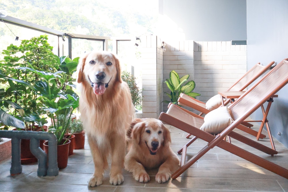 宜蘭礁溪|那裡 bed and breakfast。獨棟簡約輕奢風電梯民宿、寵物友善、渡假私宅、可包棟 - 第32張圖 宜蘭礁溪|那裡 bed and breakfast。獨棟簡約輕奢風電梯民宿、寵物友善、渡假私宅、可包棟