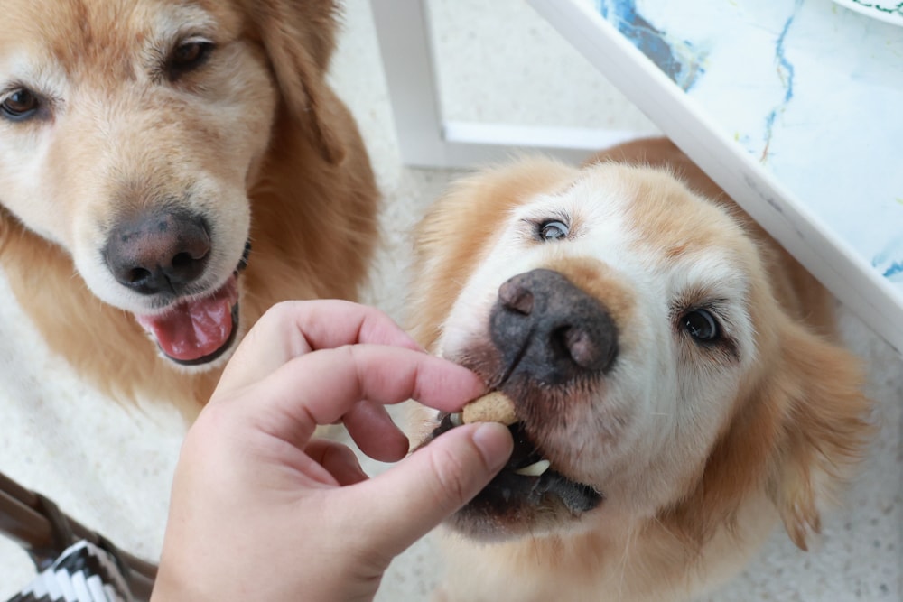 Soulmate索美達狗狗凍乾生食餐、狗狗生食肉片餐、低溫烘焙糧+鮮食肉片｜來自紐西蘭大自然的毛孩饗宴。犬糧、狗飼料、凍乾、生食、生食肉片、草飼牛