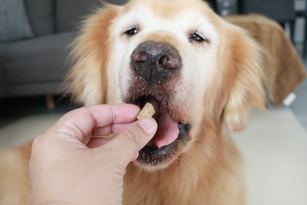 Soulmate索美達狗狗凍乾生食餐、狗狗生食肉片餐、低溫烘焙糧+鮮食肉片｜來自紐西蘭大自然的毛孩饗宴。犬糧、狗飼料、凍乾、生食、生食肉片、草飼牛