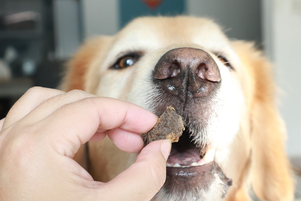 Soulmate索美達狗狗凍乾生食餐、狗狗生食肉片餐、低溫烘焙糧+鮮食肉片｜來自紐西蘭大自然的毛孩饗宴。犬糧、狗飼料、凍乾、生食、生食肉片、草飼牛