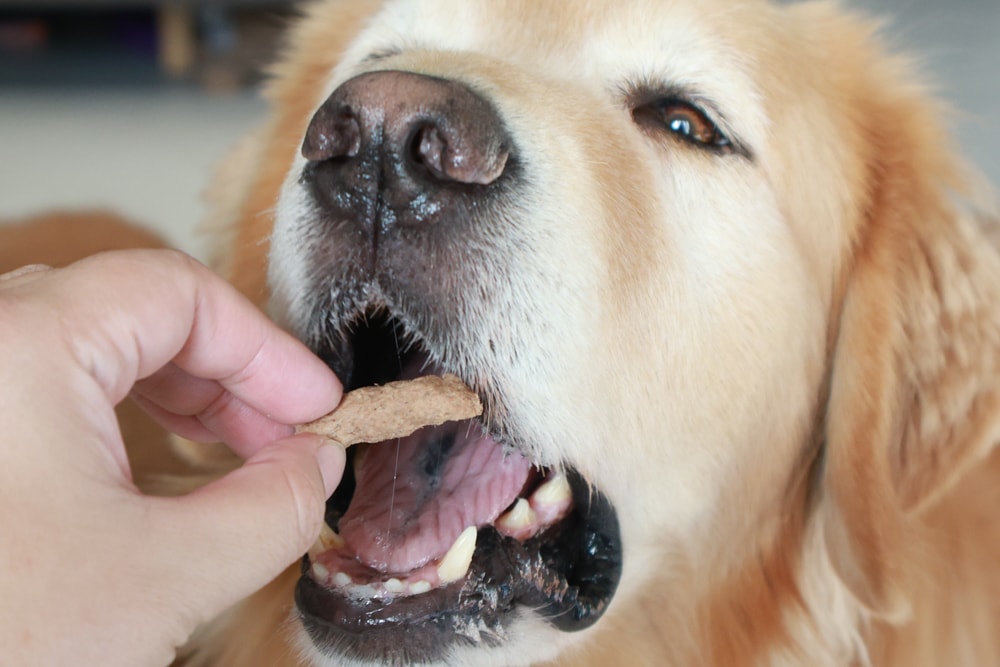 Soulmate索美達狗狗凍乾生食餐、狗狗生食肉片餐、低溫烘焙糧+鮮食肉片｜來自紐西蘭大自然的毛孩饗宴。犬糧、狗飼料、凍乾、生食、生食肉片、草飼牛