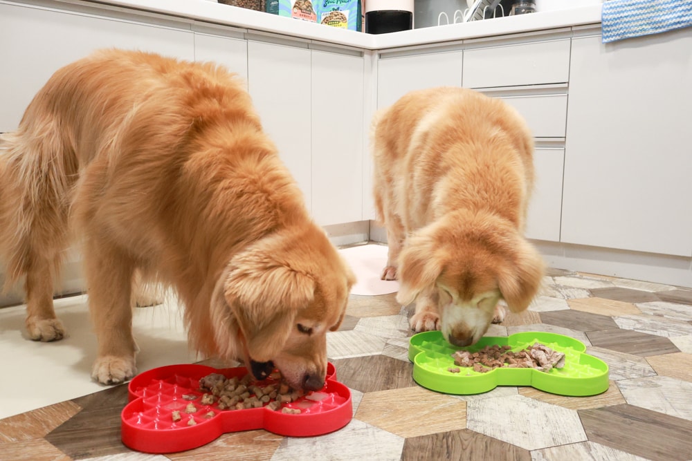 Soulmate索美達狗狗凍乾生食餐、狗狗生食肉片餐、低溫烘焙糧+鮮食肉片｜來自紐西蘭大自然的毛孩饗宴。犬糧、狗飼料、凍乾、生食、生食肉片、草飼牛