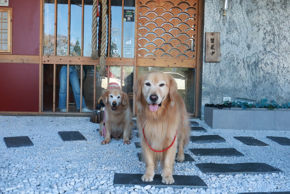 宜蘭五結｜耕壽司宜蘭旗艦店。寵物友善餐廳、來自花蓮的人氣日本料理店、炙燒專家始祖