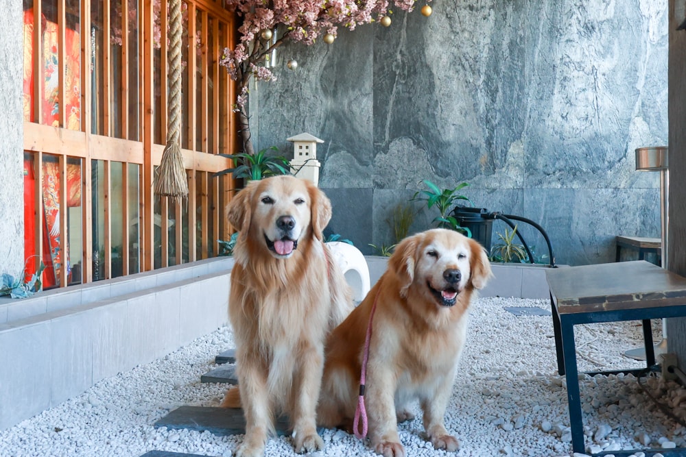 宜蘭五結｜耕壽司宜蘭旗艦店。寵物友善餐廳、來自花蓮的人氣日本料理店、炙燒專家始祖