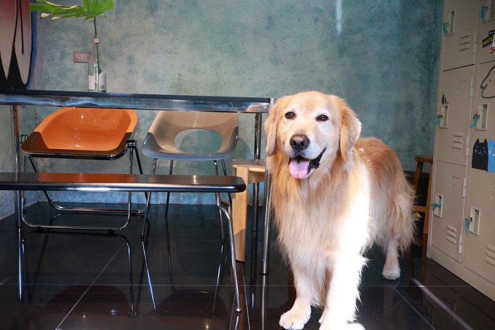 宜蘭五結美食|酷狗咖啡 KUGO CAFÉ。寵物友善餐廳、隱藏巷弄中的超酷美式塗鴉咖啡廳、美式工業風、隱藏油飯 - 第22張圖 宜蘭五結美食|酷狗咖啡 KUGO CAFÉ。寵物友善餐廳、隱藏巷弄中的超酷美式塗鴉咖啡廳、美式工業風、隱藏油飯