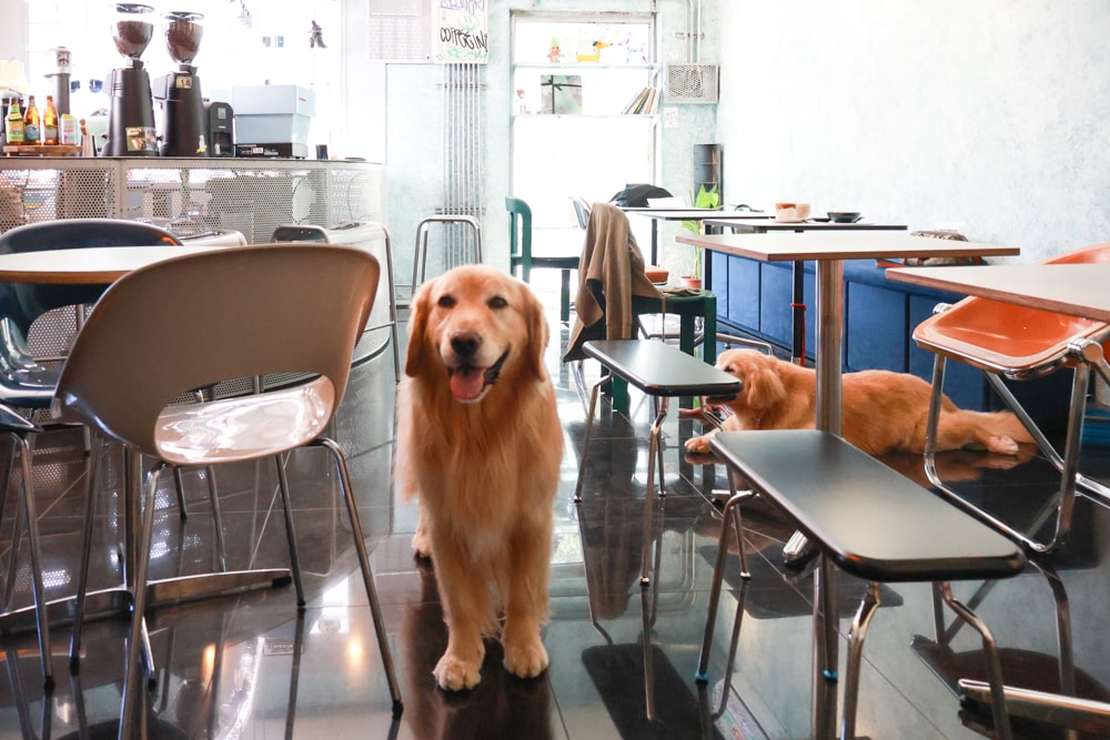 宜蘭五結美食|酷狗咖啡 KUGO CAFÉ。寵物友善餐廳、隱藏巷弄中的超酷美式塗鴉咖啡廳、美式工業風、隱藏油飯 - 第9張圖 宜蘭五結美食|酷狗咖啡 KUGO CAFÉ。寵物友善餐廳、隱藏巷弄中的超酷美式塗鴉咖啡廳、美式工業風、隱藏油飯