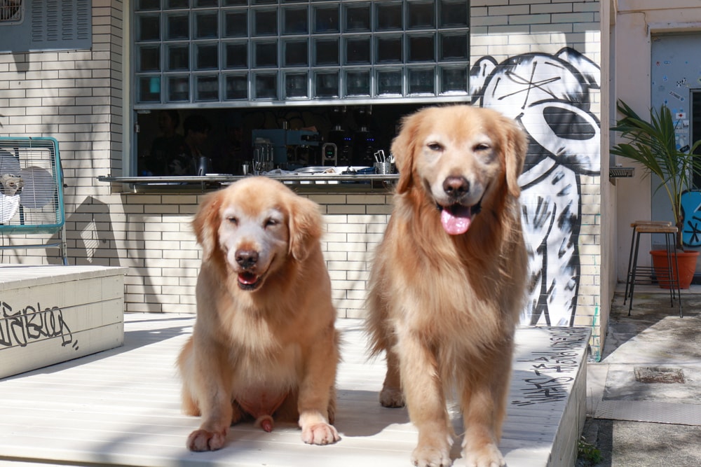 宜蘭五結美食|酷狗咖啡 KUGO CAFÉ。寵物友善餐廳、隱藏巷弄中的超酷美式塗鴉咖啡廳、美式工業風、隱藏油飯 - 第4張圖 宜蘭五結美食|酷狗咖啡 KUGO CAFÉ。寵物友善餐廳、隱藏巷弄中的超酷美式塗鴉咖啡廳、美式工業風、隱藏油飯