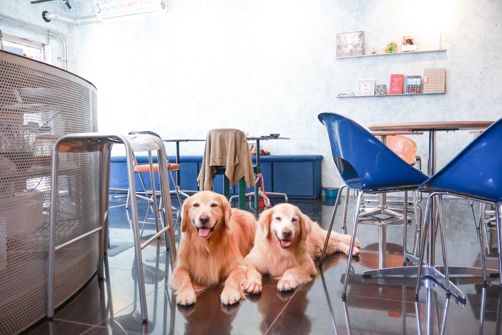 宜蘭五結美食|酷狗咖啡 KUGO CAFÉ。寵物友善餐廳、隱藏巷弄中的超酷美式塗鴉咖啡廳、美式工業風、隱藏油飯 - 第8張圖 宜蘭五結美食|酷狗咖啡 KUGO CAFÉ。寵物友善餐廳、隱藏巷弄中的超酷美式塗鴉咖啡廳、美式工業風、隱藏油飯