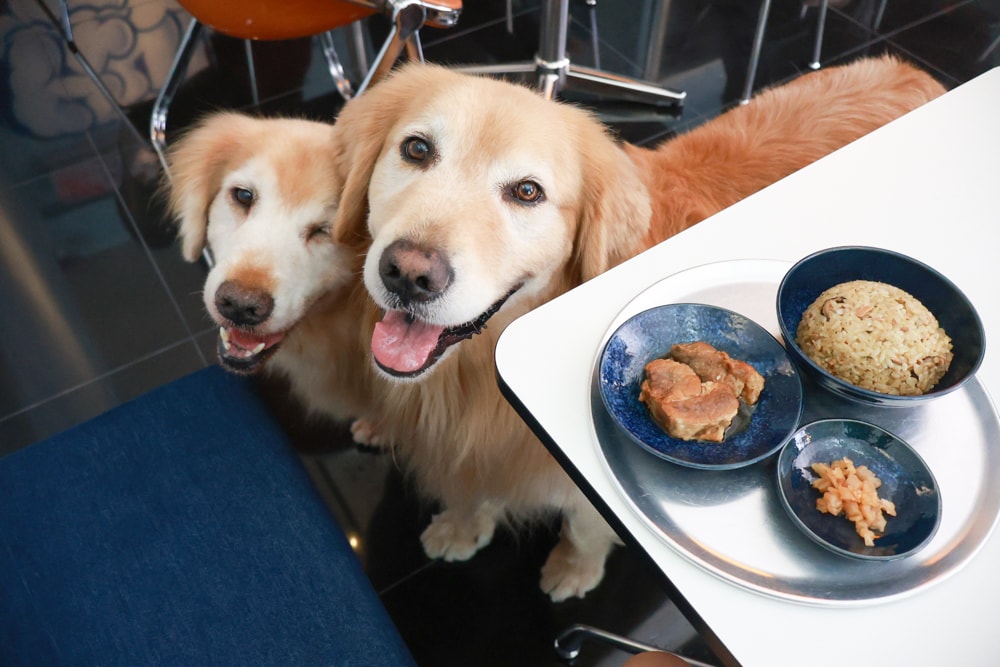 宜蘭五結美食｜酷狗咖啡 KUGO CAFÉ。寵物友善餐廳、隱藏巷弄中的超酷美式塗鴉咖啡廳、美式工業風、隱藏油飯