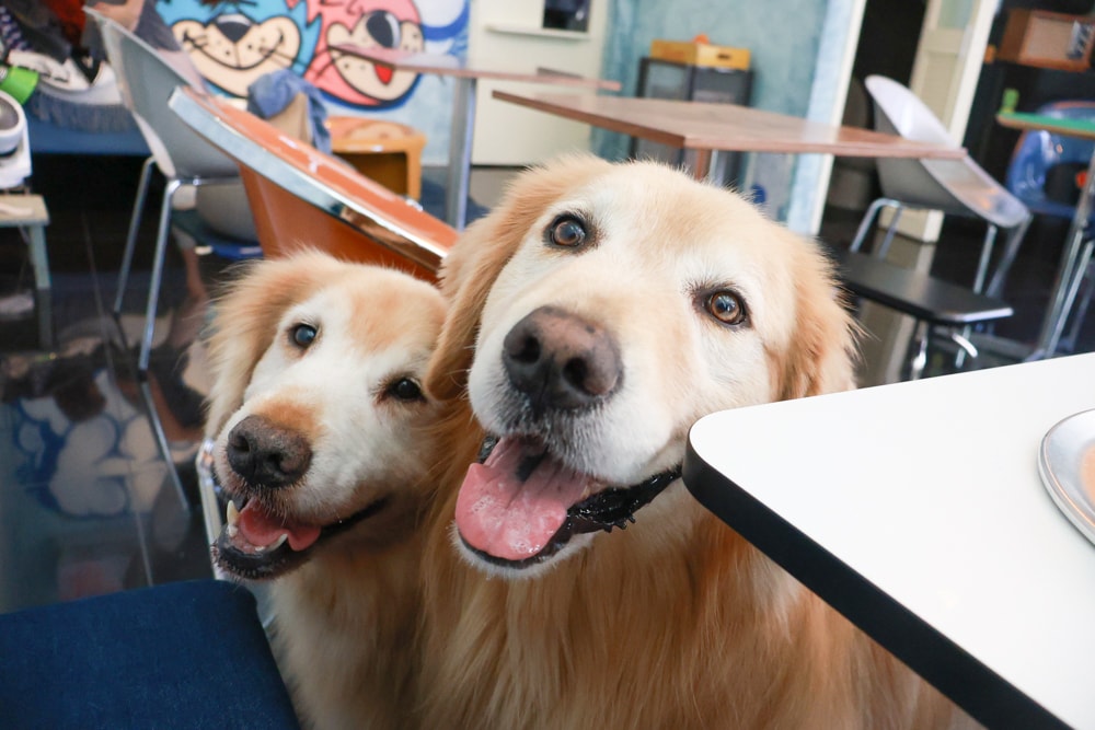 宜蘭五結美食|酷狗咖啡 KUGO CAFÉ。寵物友善餐廳、隱藏巷弄中的超酷美式塗鴉咖啡廳、美式工業風、隱藏油飯 - 第23張圖 宜蘭五結美食|酷狗咖啡 KUGO CAFÉ。寵物友善餐廳、隱藏巷弄中的超酷美式塗鴉咖啡廳、美式工業風、隱藏油飯