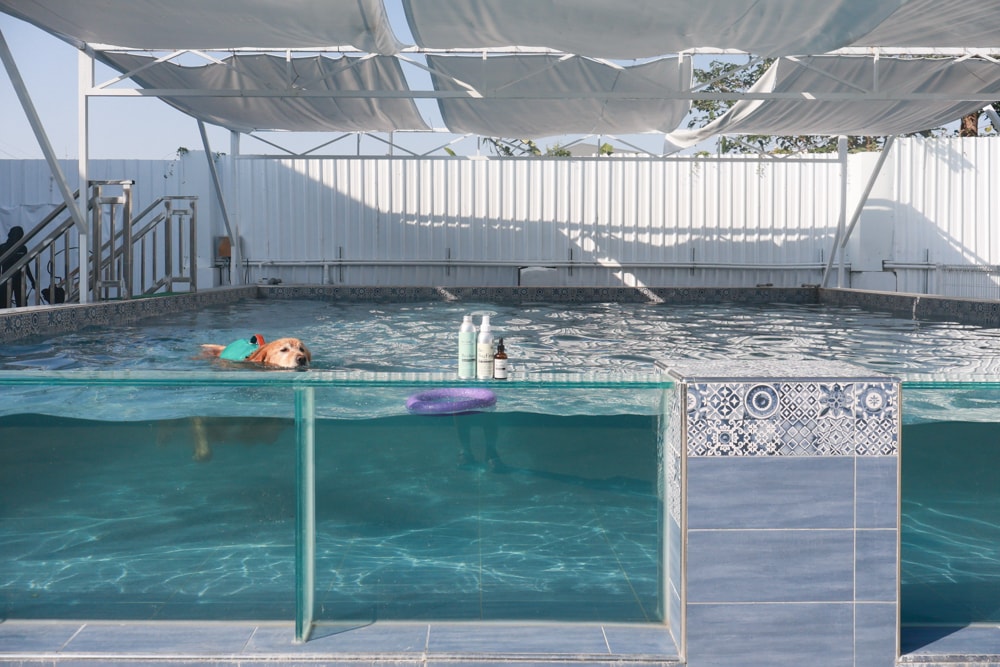 英國寵物Be:Loved寵愛系列|寵愛潤澤 – 天然護毛精油、寵愛森活 – 蘆薈天然柔順洗毛精、寵愛防護 – 天然驅蟲精油噴霧。英國純天然製作、專寵毛孩 - 第4張圖 英國寵物Be:Loved寵愛系列|寵愛潤澤 – 天然護毛精油、寵愛森活 – 蘆薈天然柔順洗毛精、寵愛防護 – 天然驅蟲精油噴霧。英國純天然製作、專寵毛孩