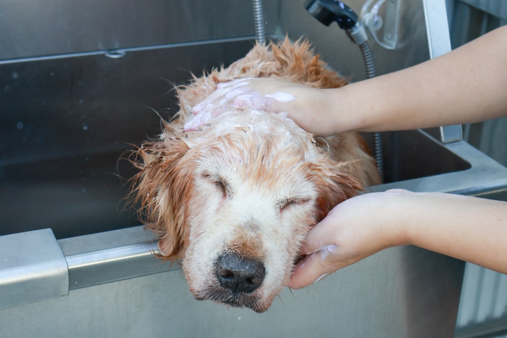 英國寵物Be:Loved寵愛系列|寵愛潤澤 – 天然護毛精油、寵愛森活 – 蘆薈天然柔順洗毛精、寵愛防護 – 天然驅蟲精油噴霧。英國純天然製作、專寵毛孩 - 第7張圖 英國寵物Be:Loved寵愛系列|寵愛潤澤 – 天然護毛精油、寵愛森活 – 蘆薈天然柔順洗毛精、寵愛防護 – 天然驅蟲精油噴霧。英國純天然製作、專寵毛孩