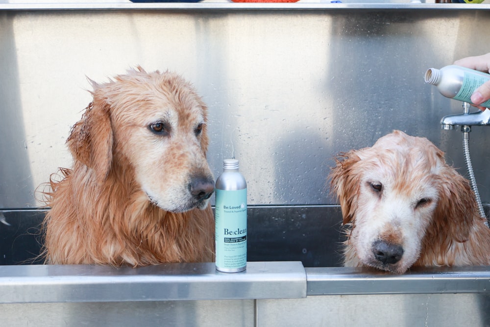 英國寵物Be:Loved寵愛系列|寵愛潤澤 – 天然護毛精油、寵愛森活 – 蘆薈天然柔順洗毛精、寵愛防護 – 天然驅蟲精油噴霧。英國純天然製作、專寵毛孩 - 第6張圖 英國寵物Be:Loved寵愛系列|寵愛潤澤 – 天然護毛精油、寵愛森活 – 蘆薈天然柔順洗毛精、寵愛防護 – 天然驅蟲精油噴霧。英國純天然製作、專寵毛孩