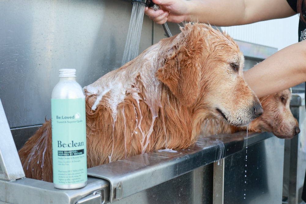 英國寵物Be:Loved寵愛系列|寵愛潤澤 – 天然護毛精油、寵愛森活 – 蘆薈天然柔順洗毛精、寵愛防護 – 天然驅蟲精油噴霧。英國純天然製作、專寵毛孩 - 第8張圖 英國寵物Be:Loved寵愛系列|寵愛潤澤 – 天然護毛精油、寵愛森活 – 蘆薈天然柔順洗毛精、寵愛防護 – 天然驅蟲精油噴霧。英國純天然製作、專寵毛孩