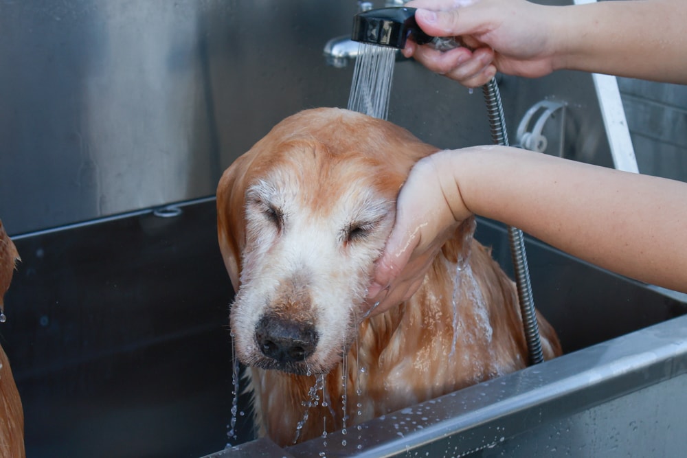 英國寵物Be:Loved寵愛系列|寵愛潤澤 – 天然護毛精油、寵愛森活 – 蘆薈天然柔順洗毛精、寵愛防護 – 天然驅蟲精油噴霧。英國純天然製作、專寵毛孩 - 第9張圖 英國寵物Be:Loved寵愛系列|寵愛潤澤 – 天然護毛精油、寵愛森活 – 蘆薈天然柔順洗毛精、寵愛防護 – 天然驅蟲精油噴霧。英國純天然製作、專寵毛孩