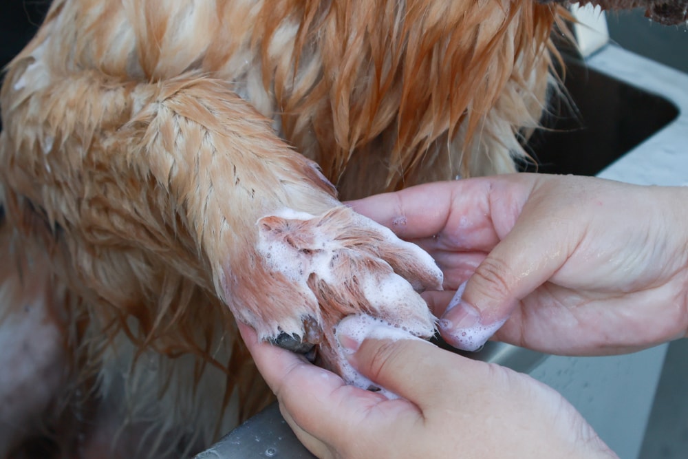 英國寵物Be:Loved寵愛系列|寵愛潤澤 – 天然護毛精油、寵愛森活 – 蘆薈天然柔順洗毛精、寵愛防護 – 天然驅蟲精油噴霧。英國純天然製作、專寵毛孩 - 第10張圖 英國寵物Be:Loved寵愛系列|寵愛潤澤 – 天然護毛精油、寵愛森活 – 蘆薈天然柔順洗毛精、寵愛防護 – 天然驅蟲精油噴霧。英國純天然製作、專寵毛孩