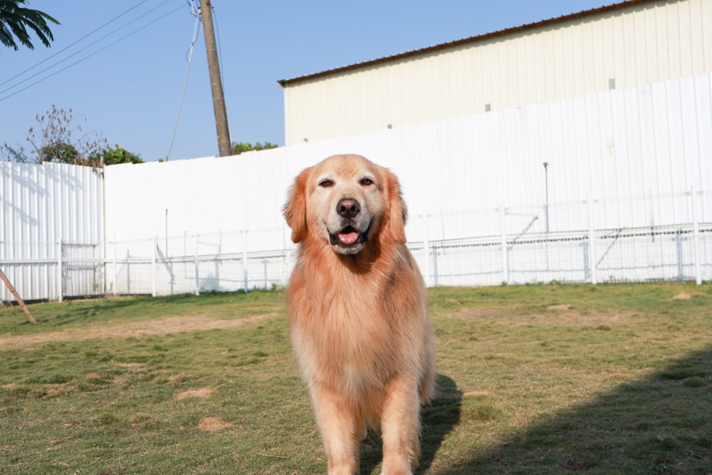 英國寵物Be:Loved寵愛系列|寵愛潤澤 – 天然護毛精油、寵愛森活 – 蘆薈天然柔順洗毛精、寵愛防護 – 天然驅蟲精油噴霧。英國純天然製作、專寵毛孩 - 第11張圖 英國寵物Be:Loved寵愛系列|寵愛潤澤 – 天然護毛精油、寵愛森活 – 蘆薈天然柔順洗毛精、寵愛防護 – 天然驅蟲精油噴霧。英國純天然製作、專寵毛孩