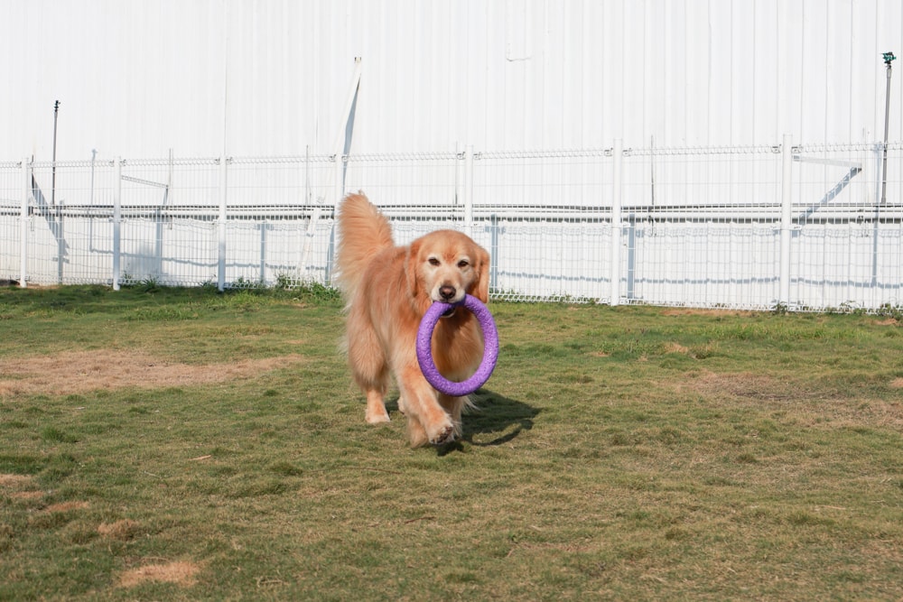 英國寵物Be:Loved寵愛系列|寵愛潤澤 – 天然護毛精油、寵愛森活 – 蘆薈天然柔順洗毛精、寵愛防護 – 天然驅蟲精油噴霧。英國純天然製作、專寵毛孩 - 第12張圖 英國寵物Be:Loved寵愛系列|寵愛潤澤 – 天然護毛精油、寵愛森活 – 蘆薈天然柔順洗毛精、寵愛防護 – 天然驅蟲精油噴霧。英國純天然製作、專寵毛孩