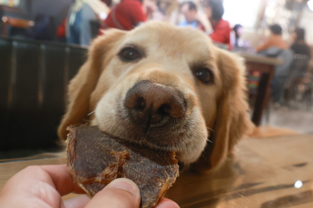 台南南區美食|漫漫弄。鹽埕老宅早午餐、台南寵物友善餐廳、森林系復古餐廳、台南老宅咖啡廳 - 第16張圖 台南南區美食|漫漫弄。鹽埕老宅早午餐、台南寵物友善餐廳、森林系復古餐廳、台南老宅咖啡廳