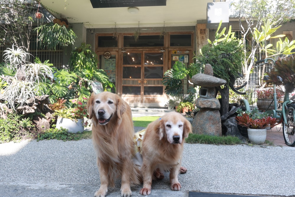 台南南區美食|漫漫弄。鹽埕老宅早午餐、台南寵物友善餐廳、森林系復古餐廳、台南老宅咖啡廳 - 第1張圖 台南南區美食|漫漫弄。鹽埕老宅早午餐、台南寵物友善餐廳、森林系復古餐廳、台南老宅咖啡廳