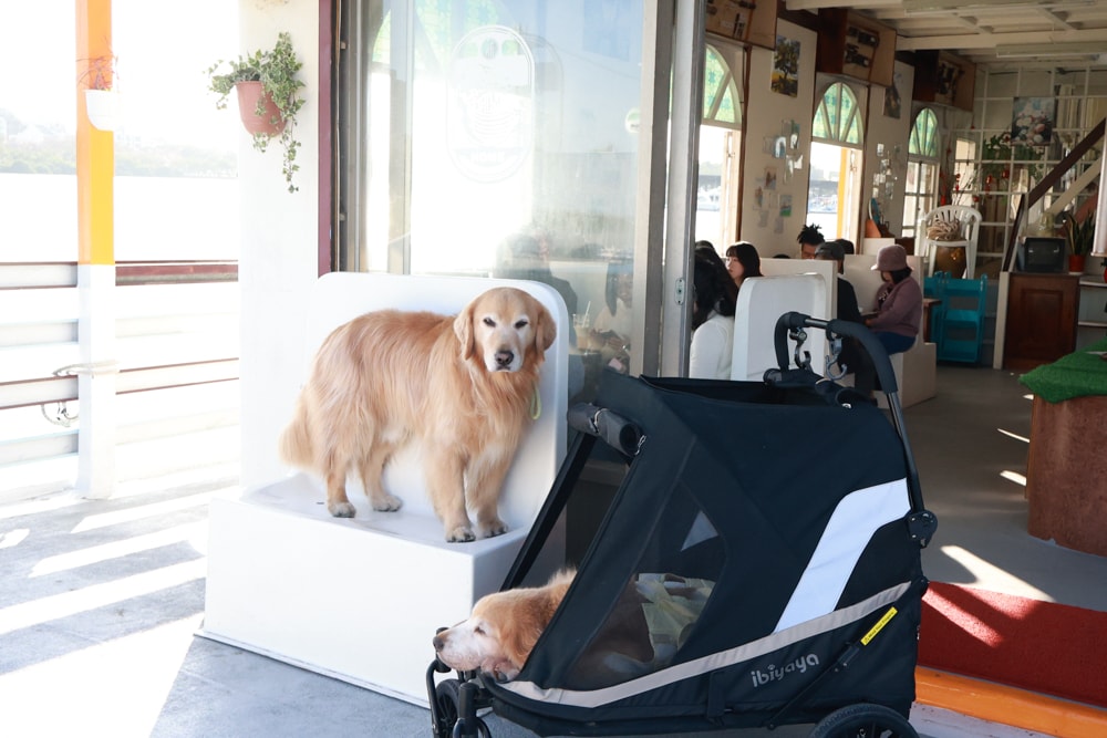 台南安平｜舫Home Cafe。舫咖啡、寵物友善餐廳、搭船喝咖啡、台南必訪、台灣第一艘船隻咖啡廳、浪漫海景一次享受！