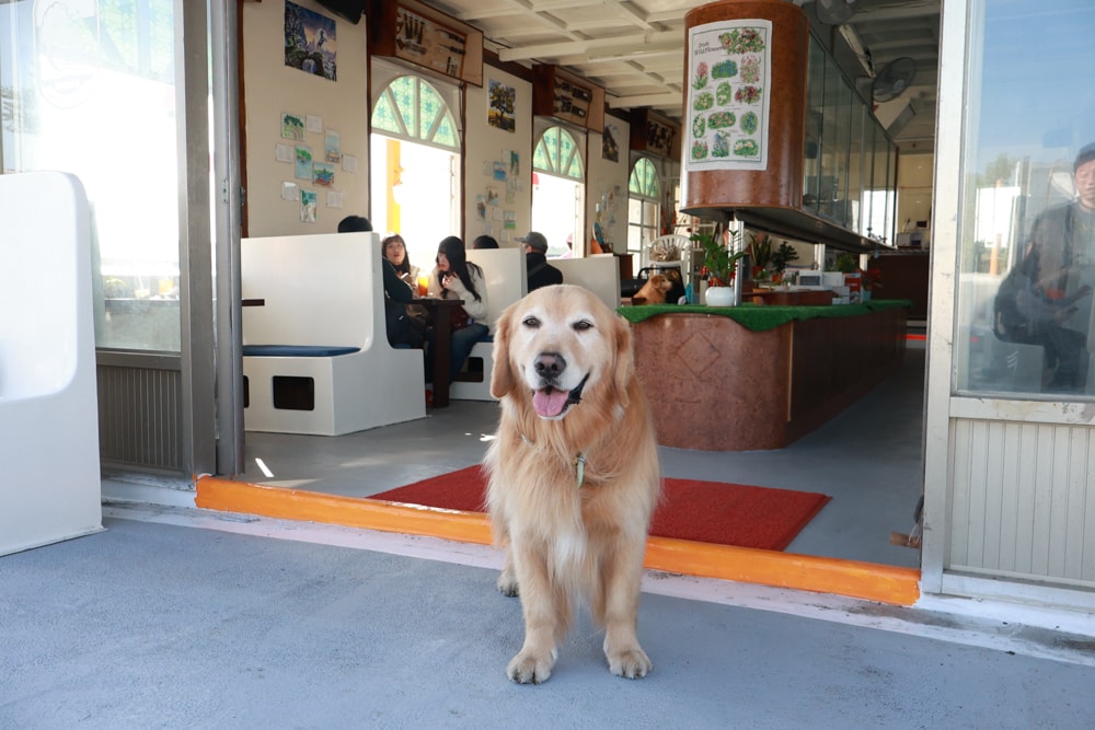 台南安平｜舫Home Cafe。舫咖啡、寵物友善餐廳、搭船喝咖啡、台南必訪、台灣第一艘船隻咖啡廳、浪漫海景一次享受！
