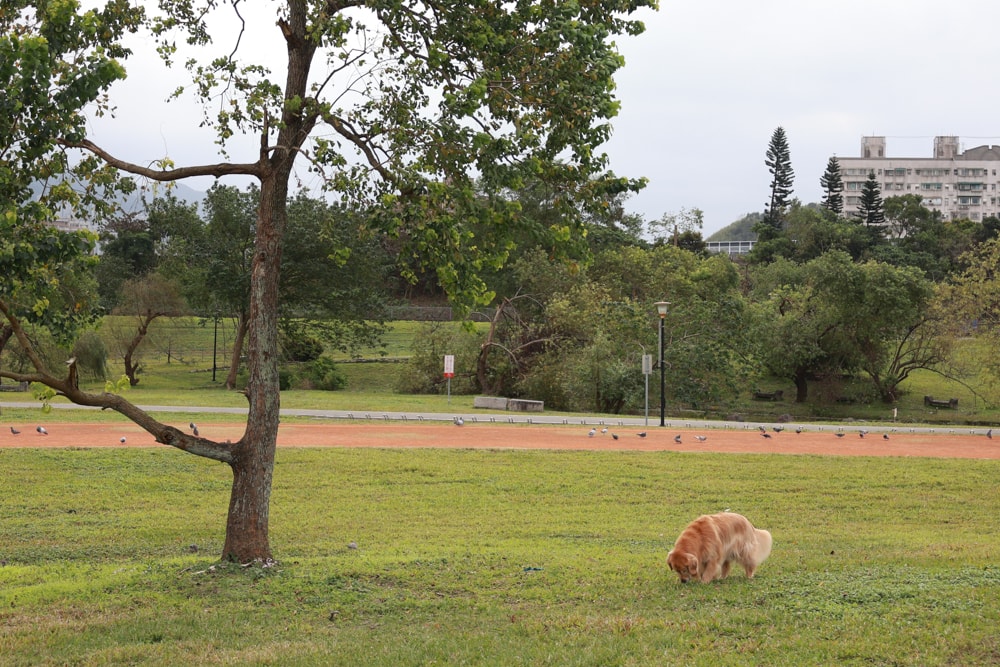 英國寵物Be:Loved寵愛系列|寵愛潤澤 – 天然護毛精油、寵愛森活 – 蘆薈天然柔順洗毛精、寵愛防護 – 天然驅蟲精油噴霧。英國純天然製作、專寵毛孩 - 第19張圖 英國寵物Be:Loved寵愛系列|寵愛潤澤 – 天然護毛精油、寵愛森活 – 蘆薈天然柔順洗毛精、寵愛防護 – 天然驅蟲精油噴霧。英國純天然製作、專寵毛孩