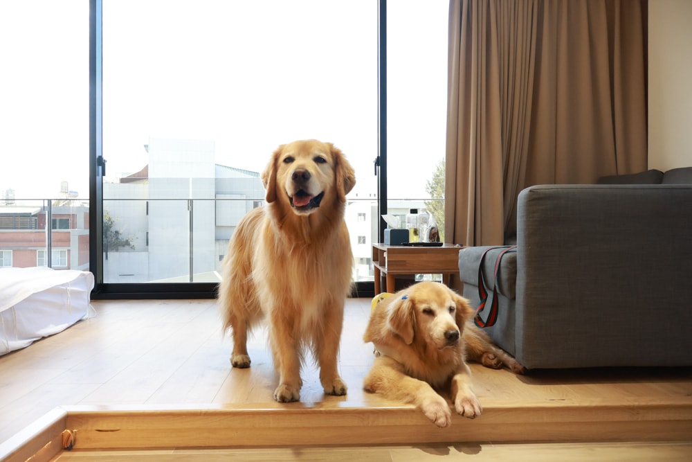 台南安平住宿推薦|衡定理台南安平包棟民宿.畃雨。高質感設計x寵物友善民宿,超值又放鬆的度假首選!! - 第11張圖 台南安平住宿推薦|衡定理台南安平包棟民宿.畃雨。高質感設計x寵物友善民宿,超值又放鬆的度假首選!!