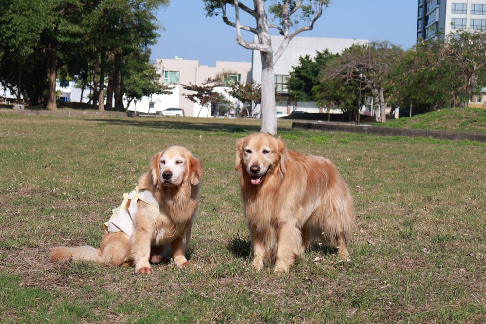 台南安平住宿推薦|衡定理台南安平包棟民宿.畃雨。高質感設計x寵物友善民宿,超值又放鬆的度假首選!! - 第6張圖 台南安平住宿推薦|衡定理台南安平包棟民宿.畃雨。高質感設計x寵物友善民宿,超值又放鬆的度假首選!!