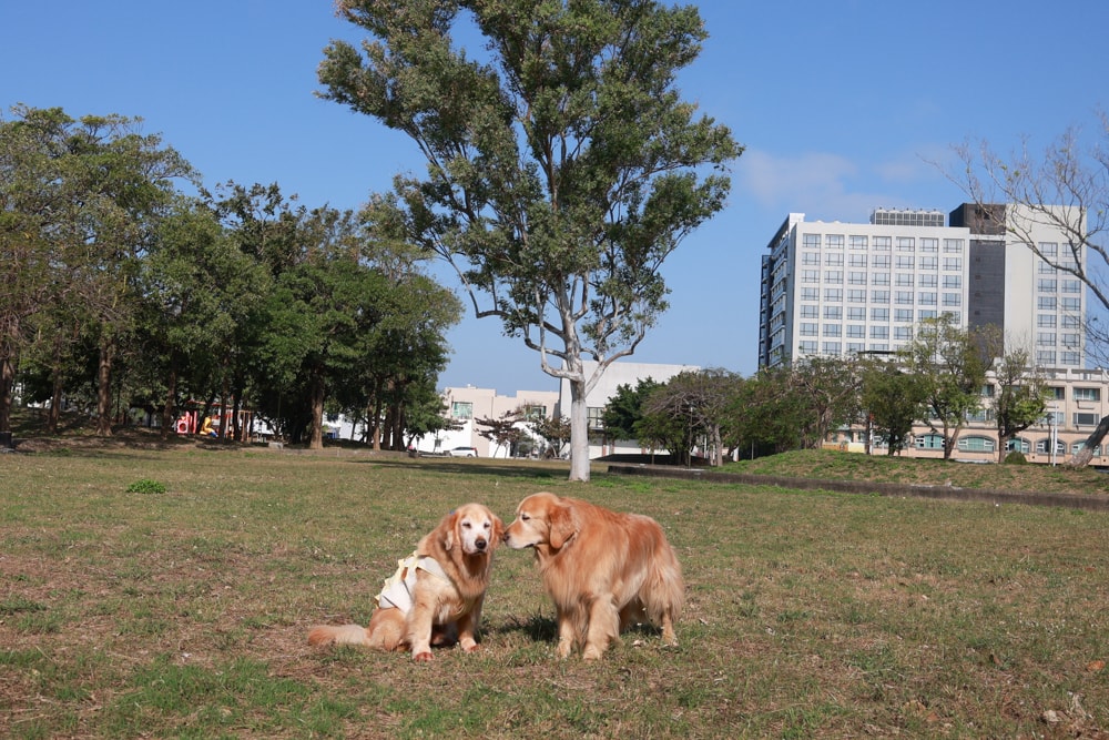 台南安平住宿推薦|衡定理台南安平包棟民宿.畃雨。高質感設計x寵物友善民宿,超值又放鬆的度假首選!! - 第5張圖 台南安平住宿推薦|衡定理台南安平包棟民宿.畃雨。高質感設計x寵物友善民宿,超值又放鬆的度假首選!!