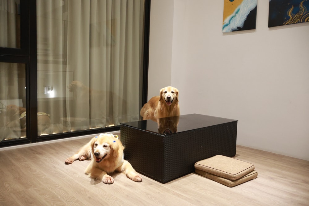 台南安平住宿推薦|衡定理台南安平包棟民宿.畃雨。高質感設計x寵物友善民宿,超值又放鬆的度假首選!! - 第29張圖 台南安平住宿推薦|衡定理台南安平包棟民宿.畃雨。高質感設計x寵物友善民宿,超值又放鬆的度假首選!!