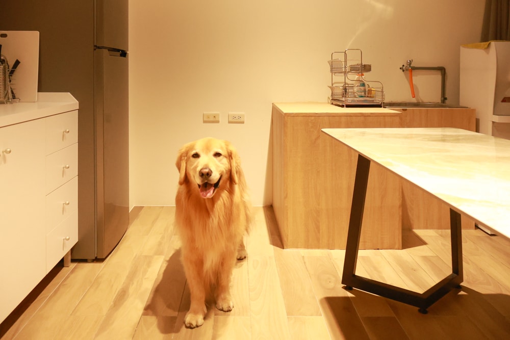 台南安平住宿推薦|衡定理台南安平包棟民宿.畃雨。高質感設計x寵物友善民宿,超值又放鬆的度假首選!! - 第28張圖 台南安平住宿推薦|衡定理台南安平包棟民宿.畃雨。高質感設計x寵物友善民宿,超值又放鬆的度假首選!!