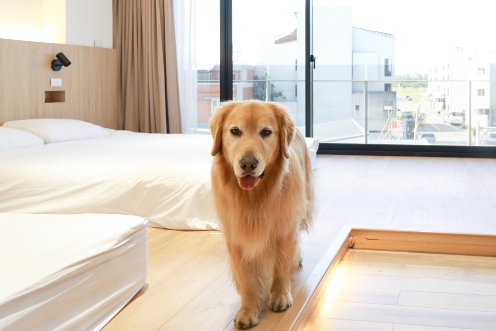 台南安平住宿推薦|衡定理台南安平包棟民宿.畃雨。高質感設計x寵物友善民宿,超值又放鬆的度假首選!! - 第9張圖 台南安平住宿推薦|衡定理台南安平包棟民宿.畃雨。高質感設計x寵物友善民宿,超值又放鬆的度假首選!!