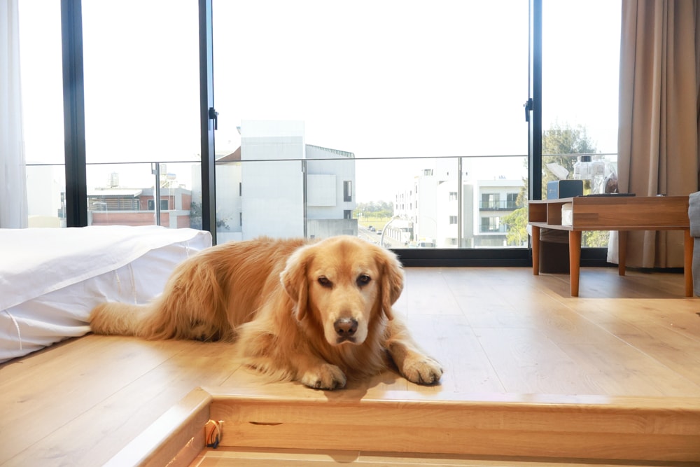 台南安平住宿推薦|衡定理台南安平包棟民宿.畃雨。高質感設計x寵物友善民宿,超值又放鬆的度假首選!! - 第10張圖 台南安平住宿推薦|衡定理台南安平包棟民宿.畃雨。高質感設計x寵物友善民宿,超值又放鬆的度假首選!!