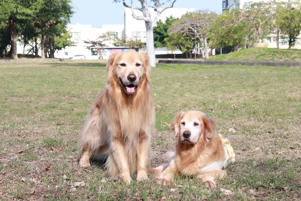 英國寵物Be:Loved寵愛系列|寵愛潤澤 – 天然護毛精油、寵愛森活 – 蘆薈天然柔順洗毛精、寵愛防護 – 天然驅蟲精油噴霧。英國純天然製作、專寵毛孩 - 第13張圖 英國寵物Be:Loved寵愛系列|寵愛潤澤 – 天然護毛精油、寵愛森活 – 蘆薈天然柔順洗毛精、寵愛防護 – 天然驅蟲精油噴霧。英國純天然製作、專寵毛孩