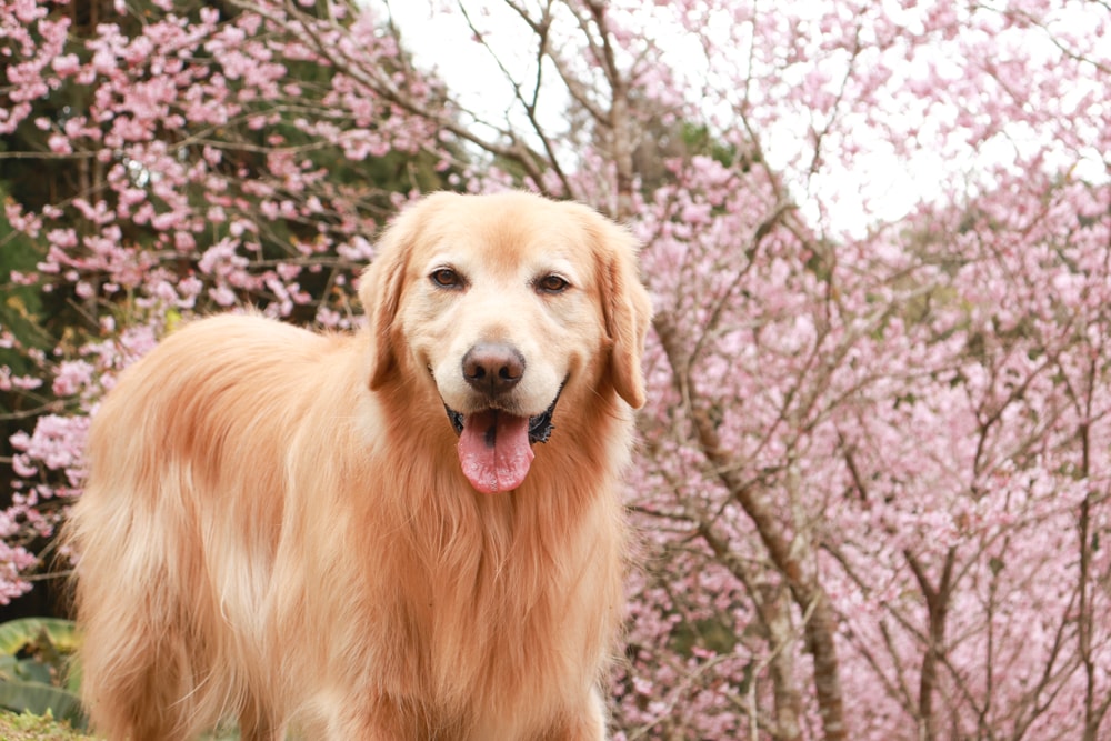 桃園復興賞櫻！悠然祕境櫻花林。悠然秘境小屋賞櫻攻略｜富士櫻、吉野櫻滿開中，夢幻粉色花海一次看！寵物友善