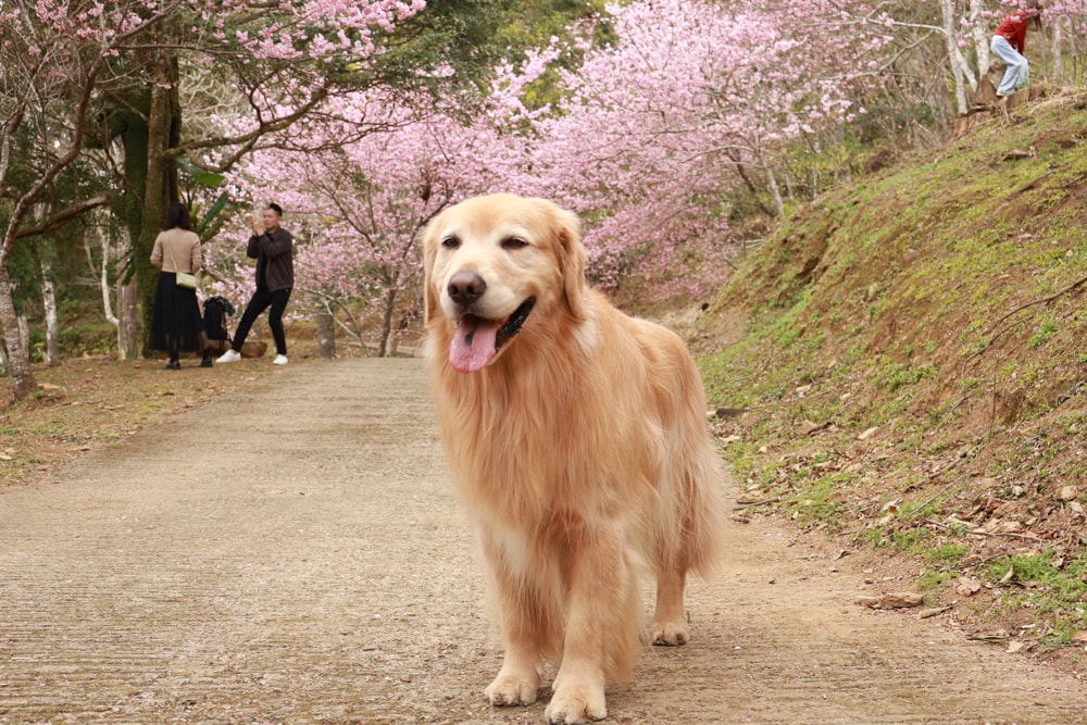 桃園復興賞櫻！悠然祕境櫻花林。悠然秘境小屋賞櫻攻略｜富士櫻、吉野櫻滿開中，夢幻粉色花海一次看！寵物友善