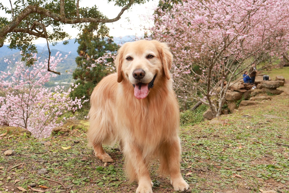 桃園復興賞櫻！悠然祕境櫻花林。悠然秘境小屋賞櫻攻略｜富士櫻、吉野櫻滿開中，夢幻粉色花海一次看！寵物友善