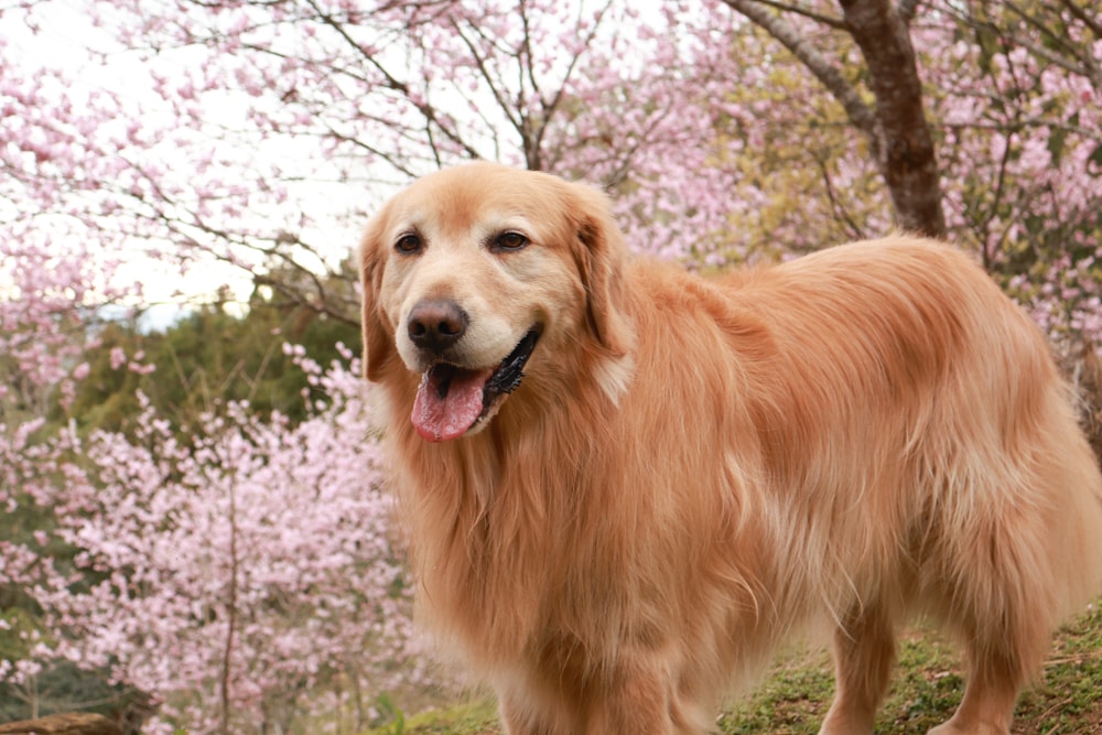 桃園復興賞櫻！悠然祕境櫻花林。悠然秘境小屋賞櫻攻略｜富士櫻、吉野櫻滿開中，夢幻粉色花海一次看！寵物友善