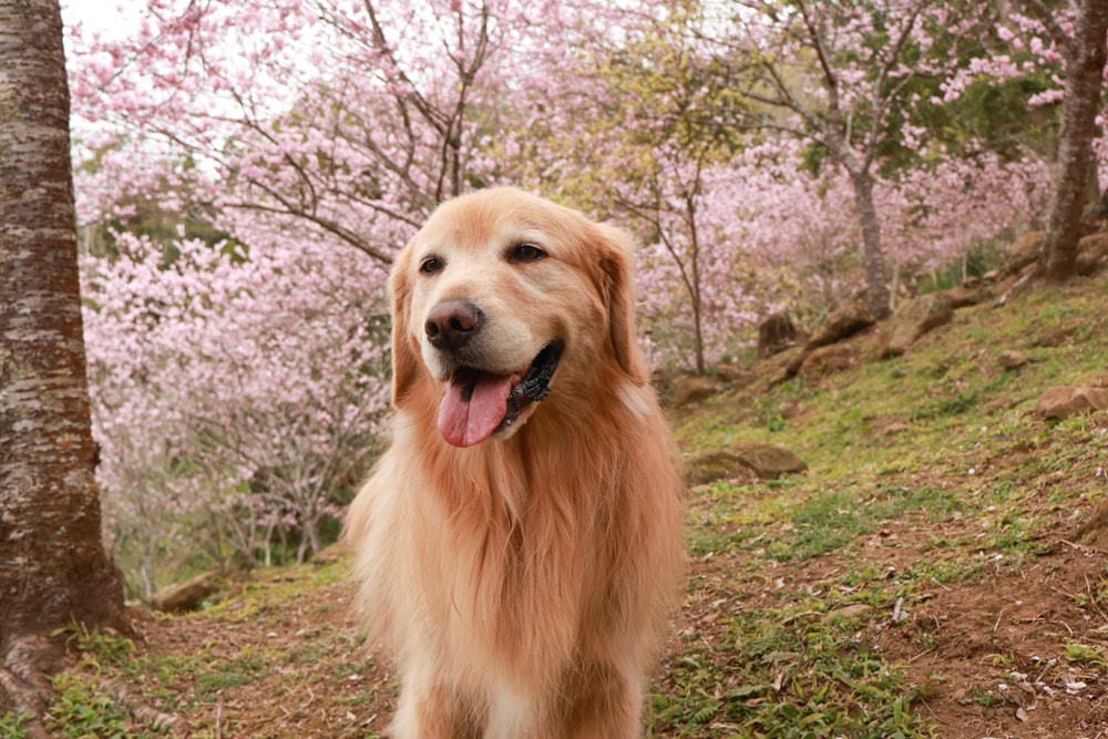桃園復興賞櫻！悠然祕境櫻花林。悠然秘境小屋賞櫻攻略｜富士櫻、吉野櫻滿開中，夢幻粉色花海一次看！寵物友善