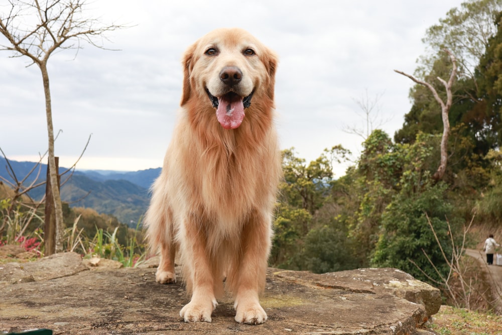 桃園復興賞櫻！悠然祕境櫻花林。悠然秘境小屋賞櫻攻略｜富士櫻、吉野櫻滿開中，夢幻粉色花海一次看！寵物友善