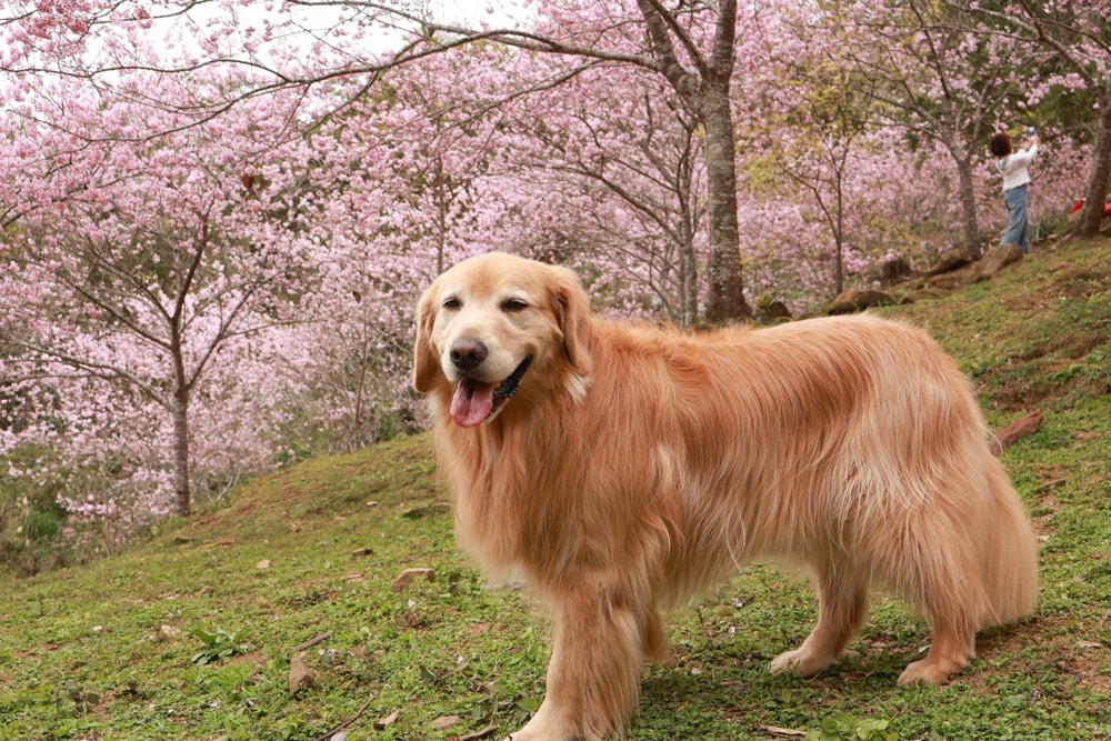 桃園復興賞櫻！悠然祕境櫻花林。悠然秘境小屋賞櫻攻略｜富士櫻、吉野櫻滿開中，夢幻粉色花海一次看！寵物友善