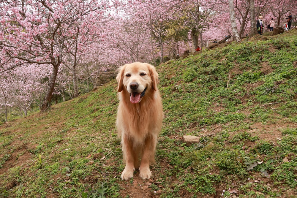 桃園復興賞櫻！悠然祕境櫻花林。悠然秘境小屋賞櫻攻略｜富士櫻、吉野櫻滿開中，夢幻粉色花海一次看！寵物友善