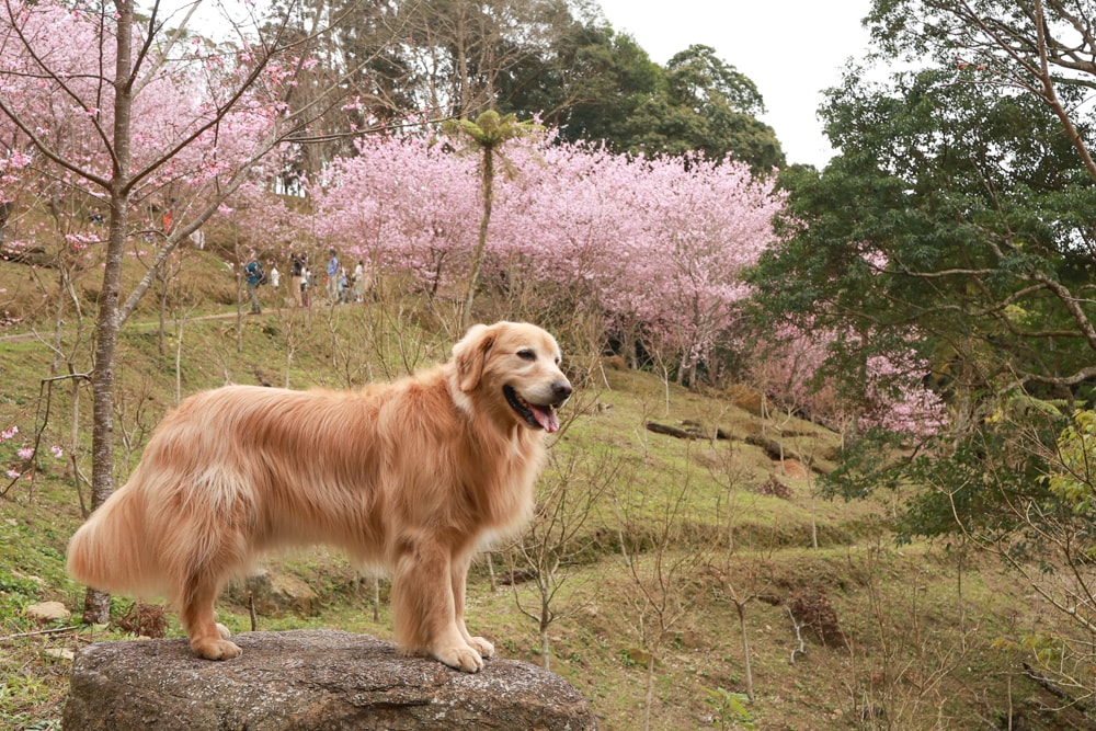 桃園復興賞櫻！悠然祕境櫻花林。悠然秘境小屋賞櫻攻略｜富士櫻、吉野櫻滿開中，夢幻粉色花海一次看！寵物友善