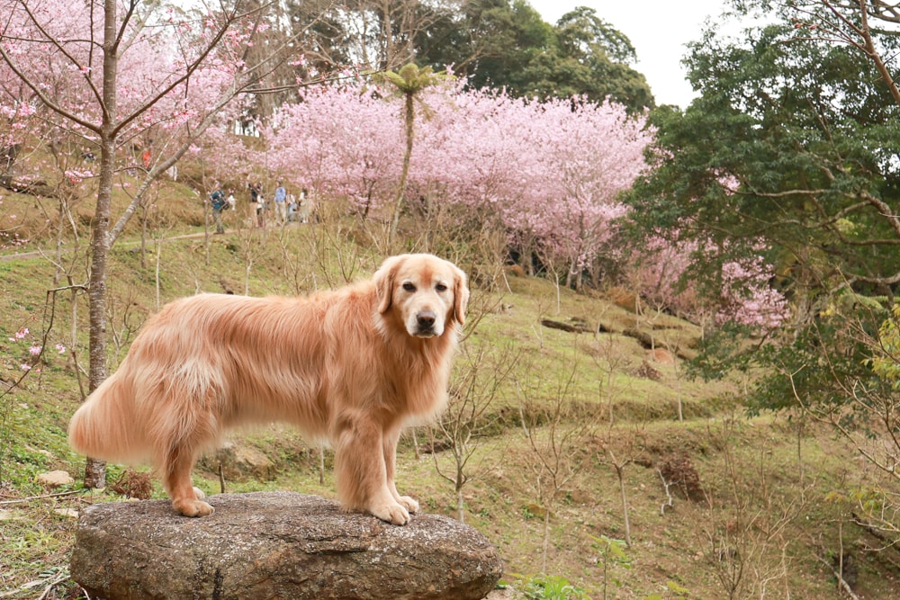 桃園復興賞櫻！悠然祕境櫻花林。悠然秘境小屋賞櫻攻略｜富士櫻、吉野櫻滿開中，夢幻粉色花海一次看！寵物友善