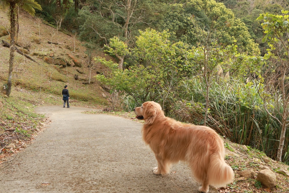 桃園復興賞櫻！悠然祕境櫻花林。悠然秘境小屋賞櫻攻略｜富士櫻、吉野櫻滿開中，夢幻粉色花海一次看！寵物友善